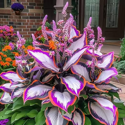 SVOZK® Premium Rare Hosta Seeds💖🔥1 Pack-100 Seeds"The Queen of the Shade Garden" - Freshly Packed, High Germination, Exotic Varieties