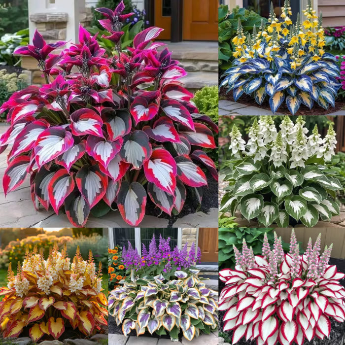 SVOZK® Premium Rare Hosta Seeds💖🔥1 Pack-100 Seeds"The Queen of the Shade Garden" - Freshly Packed, High Germination, Exotic Varieties