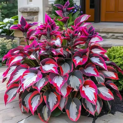 SVOZK® Premium Rare Hosta Seeds💖🔥1 Pack-100 Seeds"The Queen of the Shade Garden" - Freshly Packed, High Germination, Exotic Varieties