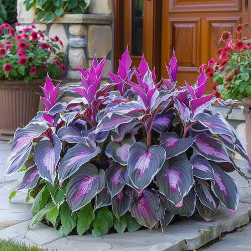 SVOZK® Premium Rare Hosta Seeds💖🔥1 Pack-100 Seeds"The Queen of the Shade Garden" - Freshly Packed, High Germination, Exotic Varieties