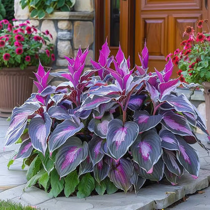 SVOZK® Premium Rare Hosta Seeds💖🔥1 Pack-100 Seeds"The Queen of the Shade Garden" - Freshly Packed, High Germination, Exotic Varieties
