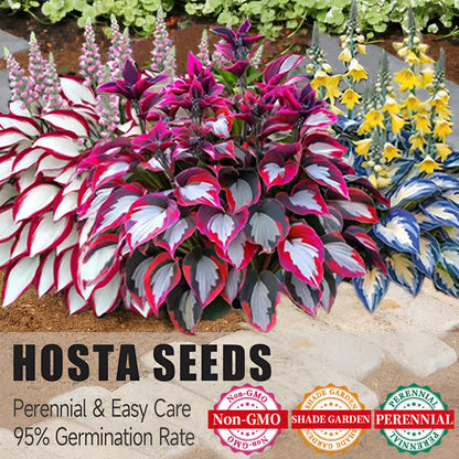 SVOZK® Premium Rare Hosta Seeds💖🔥1 Pack-100 Seeds"The Queen of the Shade Garden" - Freshly Packed, High Germination, Exotic Varieties