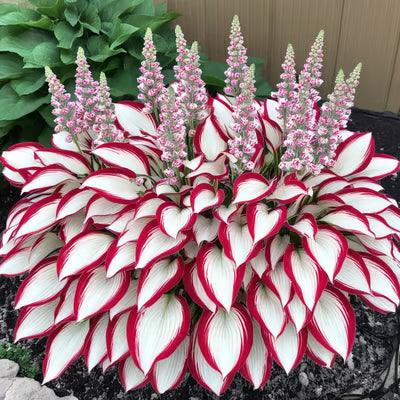 SVOZK® Premium Rare Hosta Seeds💖🔥1 Pack-100 Seeds"The Queen of the Shade Garden" - Freshly Packed, High Germination, Exotic Varieties