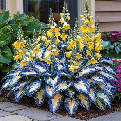SVOZK® Premium Rare Hosta Seeds💖🔥1 Pack-100 Seeds"The Queen of the Shade Garden" - Freshly Packed, High Germination, Exotic Varieties