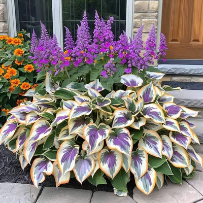 SVOZK® Premium Rare Hosta Seeds💖🔥1 Pack-100 Seeds"The Queen of the Shade Garden" - Freshly Packed, High Germination, Exotic Varieties