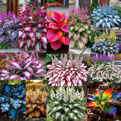 SVOZK® Premium Rare Hosta Seeds💖🔥1 Pack-100 Seeds"The Queen of the Shade Garden" - Freshly Packed, High Germination, Exotic Varieties