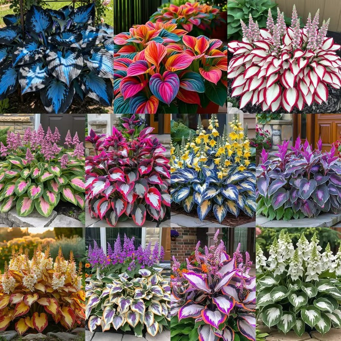 SVOZK® Premium Rare Hosta Seeds💖🔥1 Pack-100 Seeds"The Queen of the Shade Garden" - Freshly Packed, High Germination, Exotic Varieties