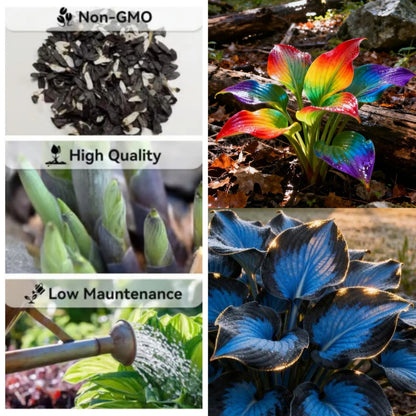 SVOZK® Premium Rare Hosta Seeds💖🔥1 Pack-100 Seeds"The Queen of the Shade Garden" - Freshly Packed, High Germination, Exotic Varieties