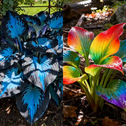 SVOZK® Premium Rare Hosta Seeds💖🔥1 Pack-100 Seeds"The Queen of the Shade Garden" - Freshly Packed, High Germination, Exotic Varieties